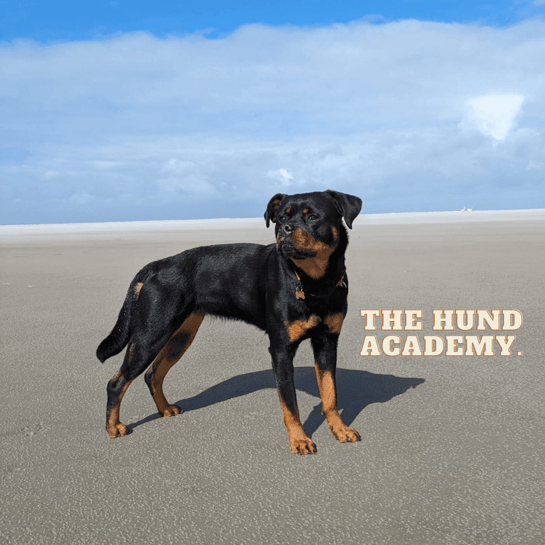 Tail-Wagging Starter